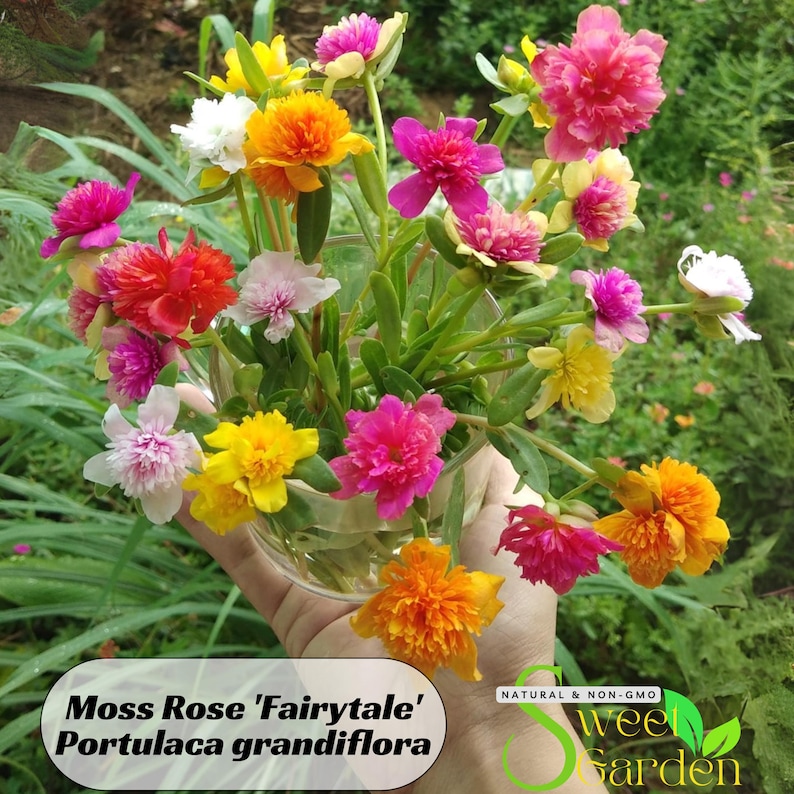 Pode incluir: Um buqu&ecirc; de flores coloridas Moss Rose 'Fairytale' Portulaca grandiflora em um copo transparente. As flores s&atilde;o em tons de rosa, amarelo, laranja e branco. O buqu&ecirc; &eacute; segurado em uma m&atilde;o, com um fundo verde.