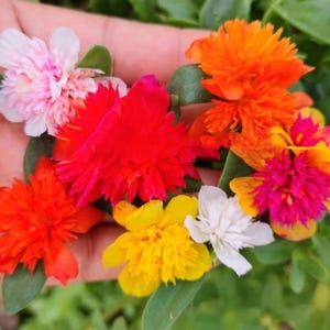 Pode incluir: Uma m&atilde;o em close-up segurando uma cole&ccedil;&atilde;o de flores coloridas. As flores s&atilde;o em tons de rosa, vermelho, laranja, amarelo e branco. As p&eacute;talas s&atilde;o em camadas e texturizadas, com folhas verdes ao fundo.