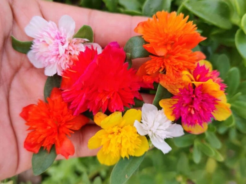 Pode incluir: Uma m&atilde;o em close-up segurando uma cole&ccedil;&atilde;o de flores coloridas. As flores s&atilde;o em tons de rosa, vermelho, laranja, amarelo e branco. As p&eacute;talas s&atilde;o em camadas e texturizadas, com folhas verdes ao fundo.