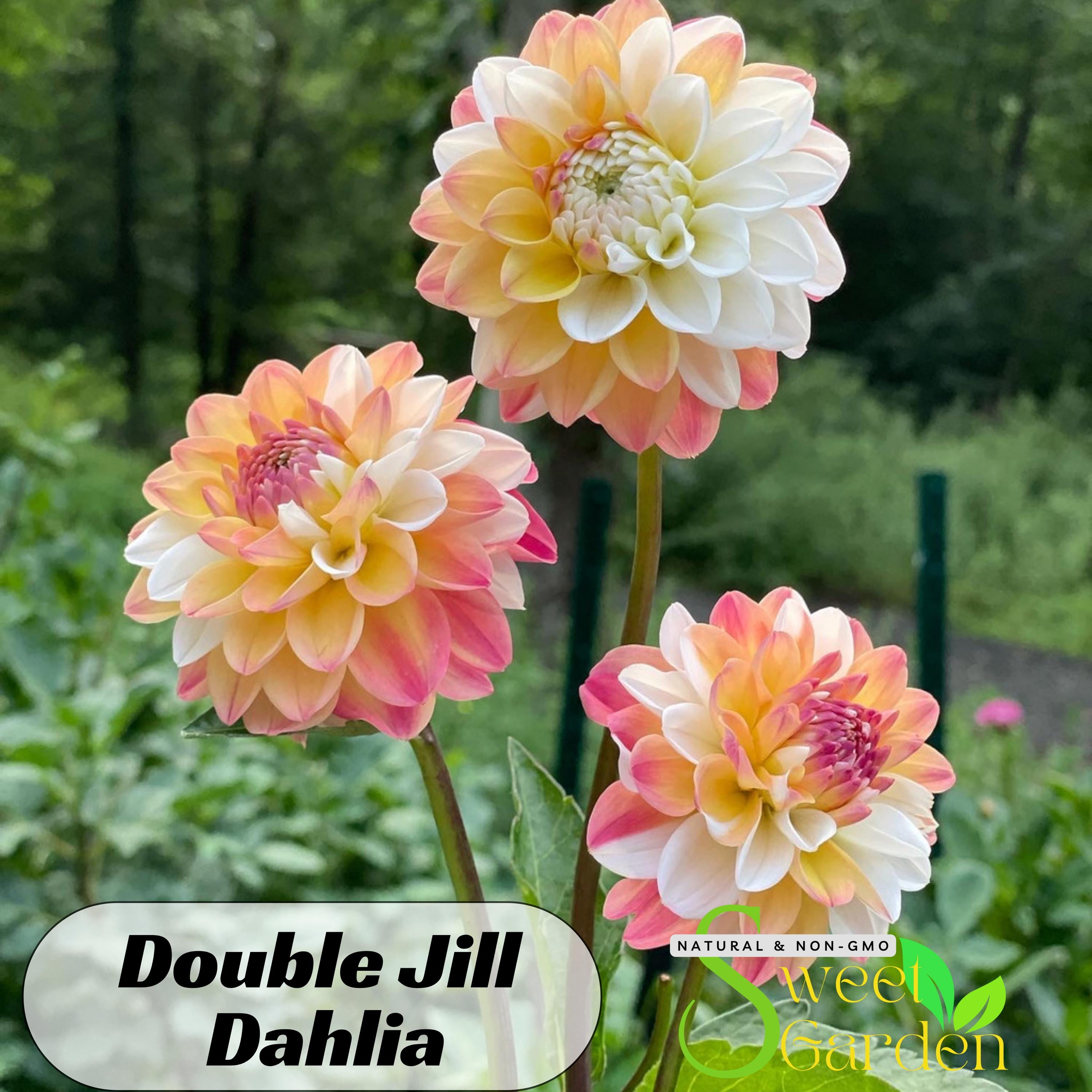 Decorative Dahlia Double Jill Seeds - Perennial - Clumping