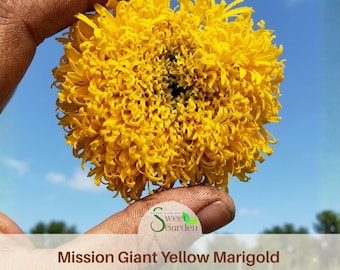 Mission Giant Yellow Marigold Seeds - Open-Pollinating - Draft Resistant -Cold Resistant -Dwarf - Plant in Spring/After frost