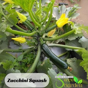 25 Seeds|  Zucchini Squash Seeds - Perennial -Authentic Seeds-Flowers -. Non GMO -Vegetable Seeds-Mix Seeds for Plant- #7014