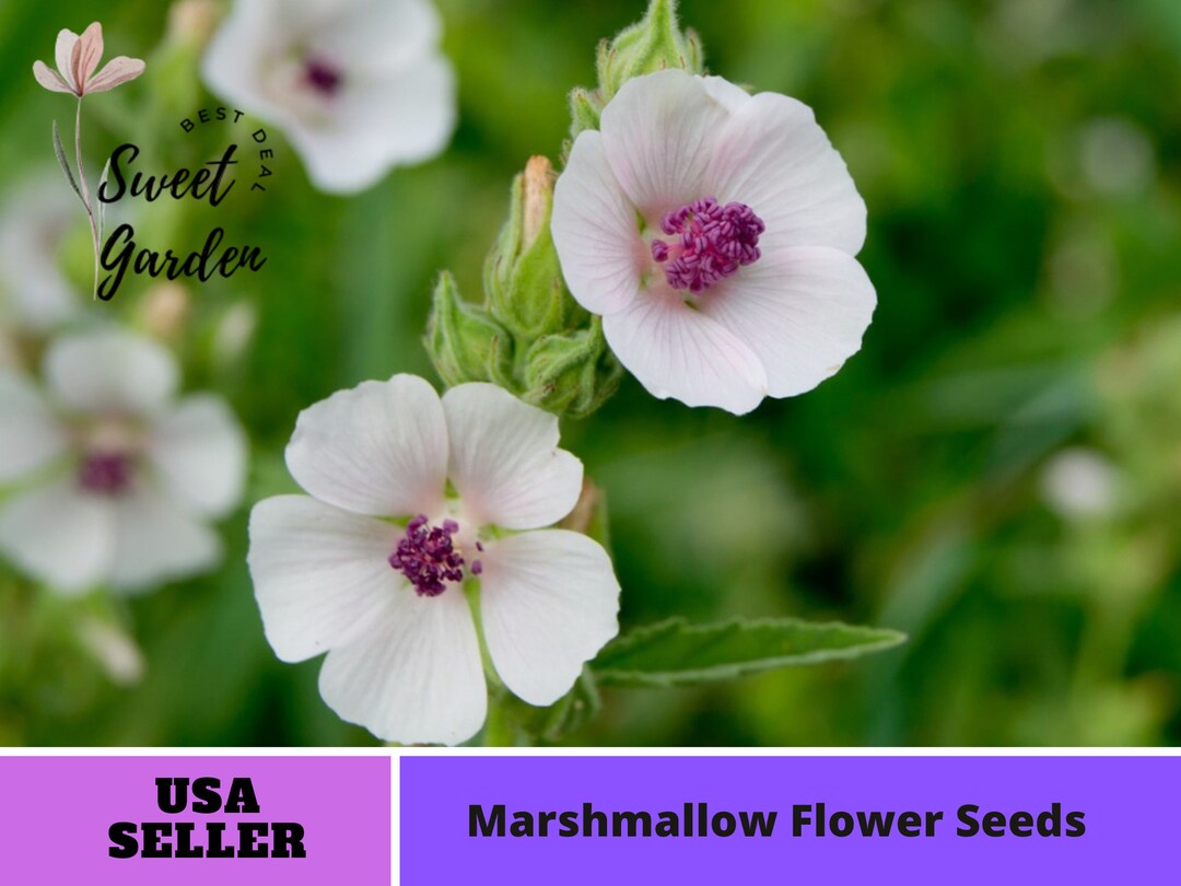 30 Seeds Marshmallow Seeds perennial authentic Etsy