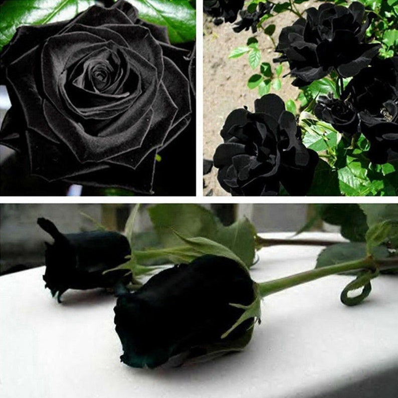 32 Seeds Black Rose Seedsperennial authentic Seedsflowers Etsy