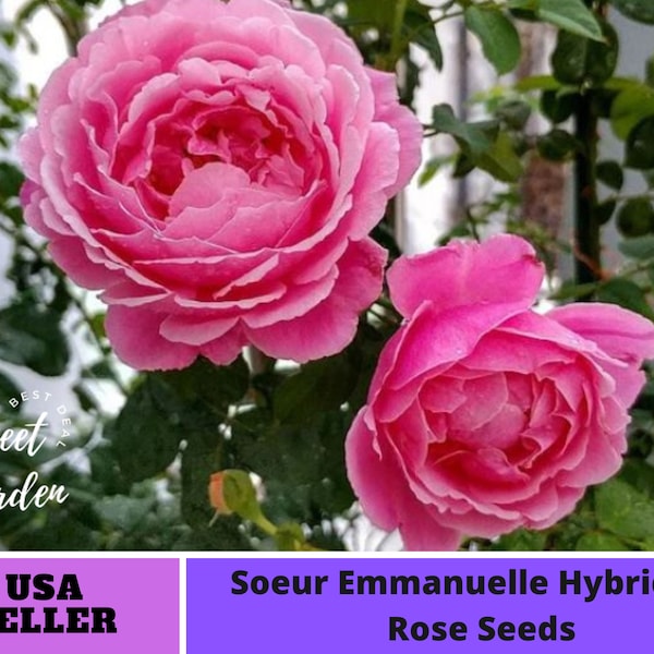 Pink Sister Emmanuelle Hybrid Tea Rose Seeds-Perennial -Authentic Seeds-Flowers -Organic. Non GMO -Vegetable Seed-B3G1#1010.