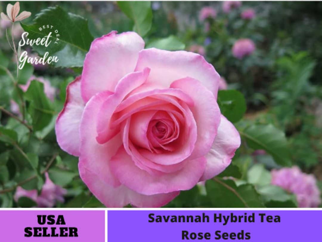 Hybrid Tea Rose Seeds perennial authentic Seedsflowers organic. Non