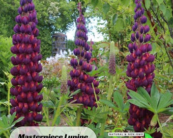 Masterpiece Lupine Seeds – Heirloom Bluebonnet Flower