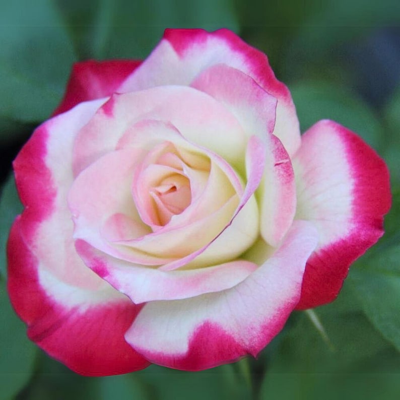 SweetGardenUS Cherry Parfait Rose Seeds - Thumbnail 5