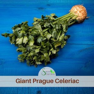 May include: A whole celeriac root with a round, tan, knobby bulb and long, vibrant green stalks and leaves. The text "Sweet Garden" and "Giant Prague Celeriac" is printed at the bottom of the image in brown lettering on a white background.