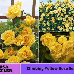 Yellow Climbing Rose seeds-Perennial -Authentic Seeds-Flowers -Organic. Non GMO -Vegetable Seeds-B3G1 #1063