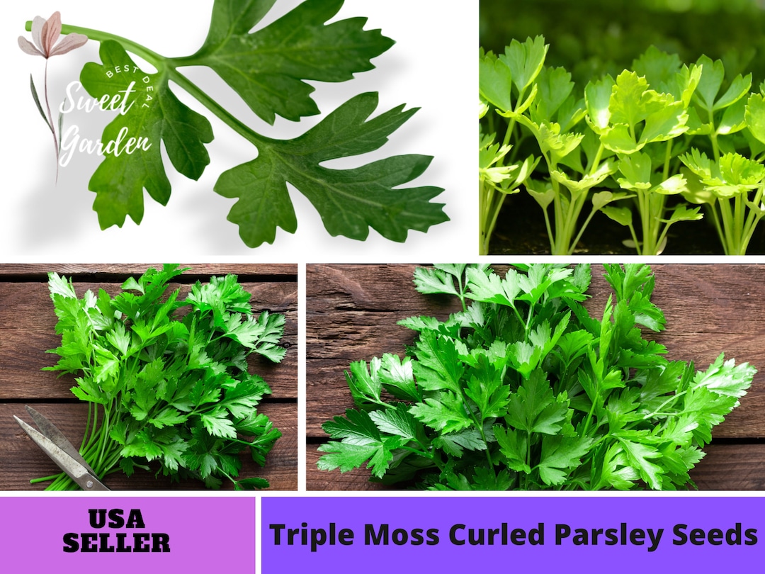 25 Seeds Triple Moss Curled Parsley Seeds 210s Seeds perennial