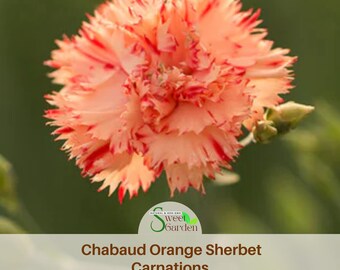 Chabaud Orange Sherbet Carnations - Authentic Seeds - Dianthus Caryophyllus - Fascination Flower - Love Flower - Mix Seeds