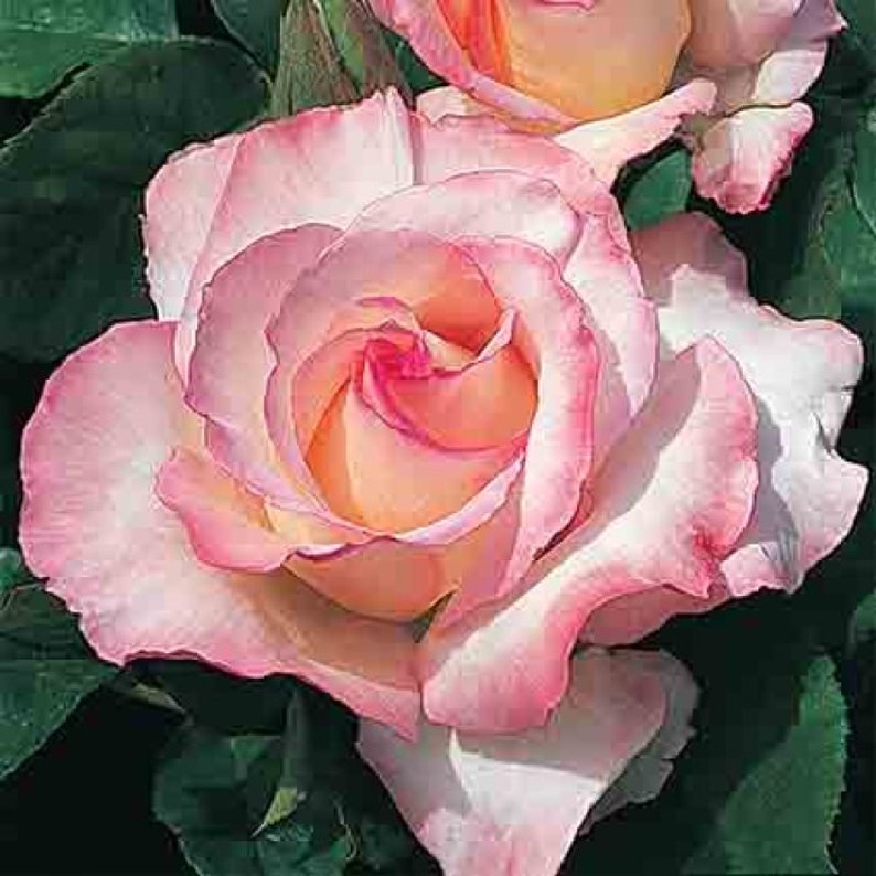 32 Seeds Hybrid Tea Rose Seeds for Planting Flower Etsy