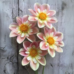 Pode incluir: Quatro flores de d&aacute;lia com p&eacute;talas rosa suave e creme dispostas em um grupo. Cada flor apresenta um centro texturizado amarelo brilhante. As p&eacute;talas transitam de uma base amarela p&aacute;lida para um tom rosa delicado nas pontas arredondadas.