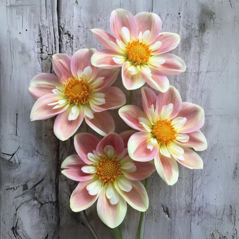 Pode incluir: Quatro flores de d&aacute;lia com p&eacute;talas rosa suave e creme dispostas em um grupo. Cada flor apresenta um centro texturizado amarelo brilhante. As p&eacute;talas transitam de uma base amarela p&aacute;lida para um tom rosa delicado nas pontas arredondadas.