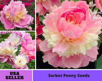 10+ Seeds| Sorbet Peony Seeds -Perennial -Authentic Seeds-Flowers -Organic. Non GMO -Vegetable Seeds-Mix Seeds for Plant-B3G1  #B036