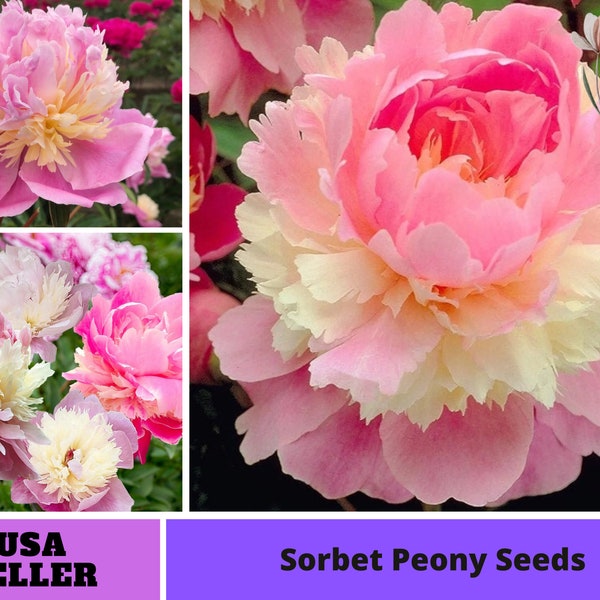 10+ Seeds| Sorbet Peony Seeds -Perennial -Authentic Seeds-Flowers -Organic. Non GMO -Vegetable Seeds-Mix Seeds for Plant-B3G1  #B036