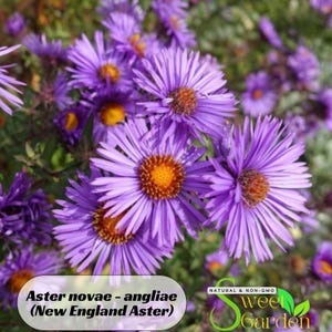 May include: Purple New England Aster flowers in bloom. The flowers have yellow centers and are arranged in a cluster. The text "Aster novae - angliae (New England Aster)" and "NATURAL & NON-GMO Sweet Garden" are visible in the image.