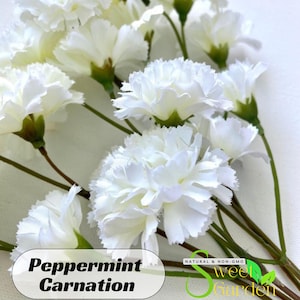 May include: A bouquet of white peppermint carnations with green stems. The flowers are arranged in a cluster and have a delicate, ruffled appearance. The text "Peppermint Carnation" is visible at the bottom of the image.