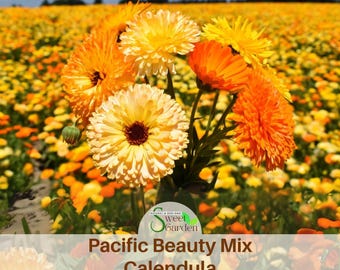 Pacific Beauty Mix Calendula Seeds - Annual - easy to grow - Calendula Flowers - Healing Herbs - Mix Seeds - Herb Seeds