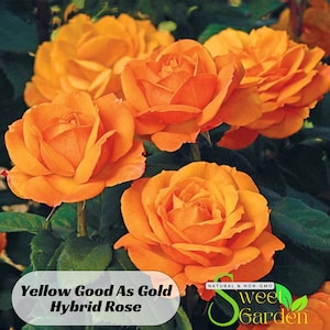 May include: Close-up of a cluster of vibrant orange hybrid roses. The roses are in full bloom, with petals that are soft and velvety. The text "Yellow Good As Gold Hybrid Rose" is displayed at the bottom of the image.
