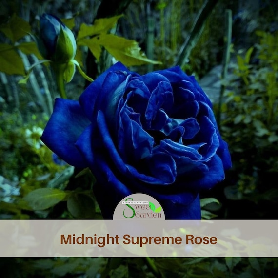 Midnight Supreme Rose Seeds - Perennial - Authentic Seeds