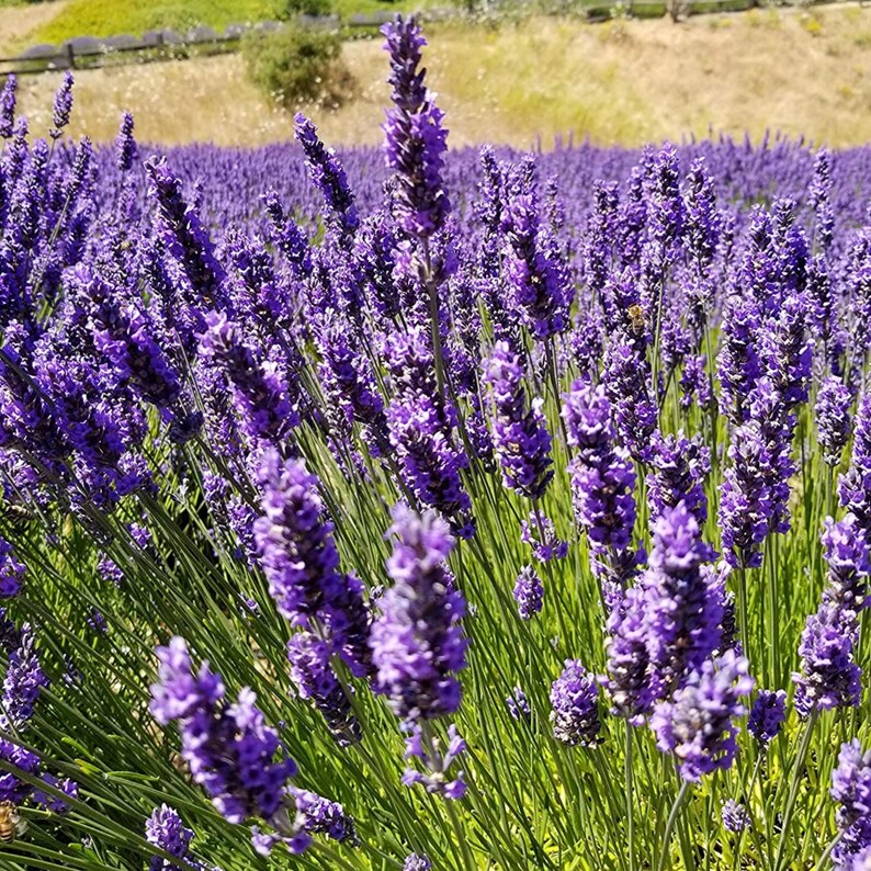 May include: A field of vibrant purple lavender flowers with tall, slender green stems. The dense clusters of small, fragrant blossoms stand upright, creating a textured carpet of color that stretches across the landscape under natural daylight.