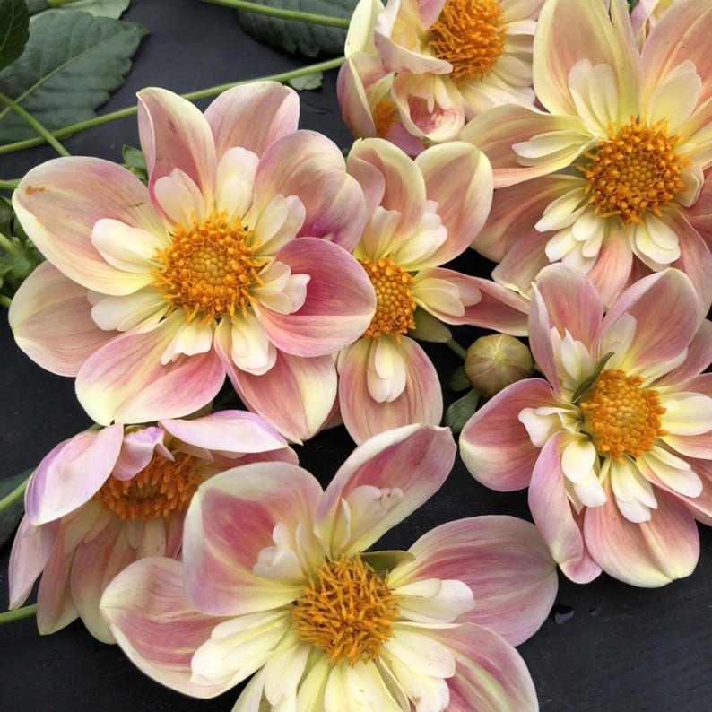 Pode incluir: Um grupo de flores de d&aacute;lia com p&eacute;talas rosa suave e amarelo p&aacute;lido com centros laranja vibrantes. As flores exibem v&aacute;rias camadas de p&eacute;talas dispostas em um padr&atilde;o circular, com caules e folhas verdes vis&iacute;veis ao fundo.
