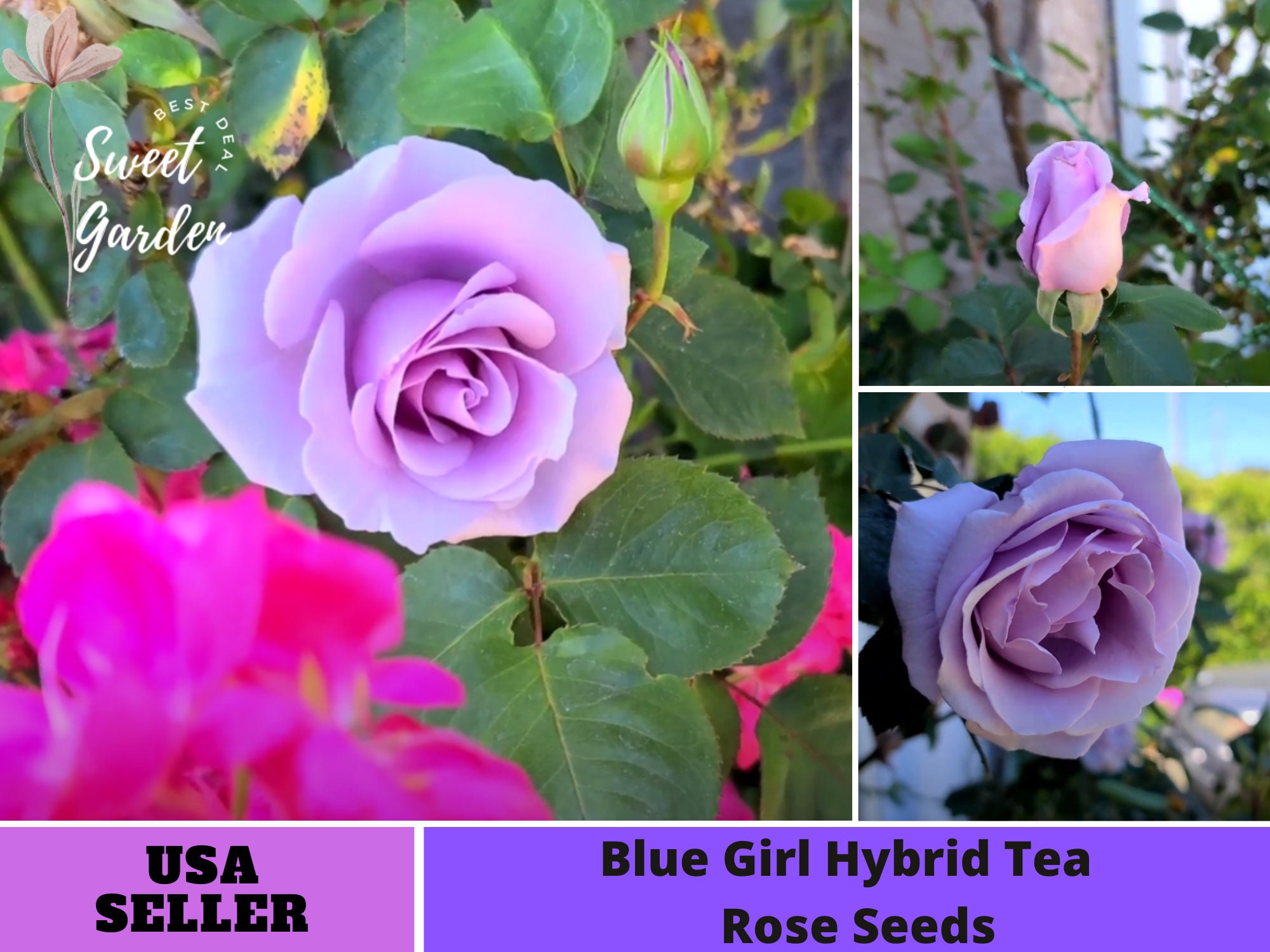 Blue Moon Hybrid Tea Rose