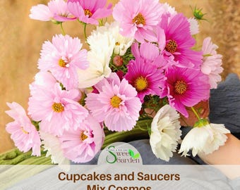 Cupcakes and Saucers Mix Cosmos Seeds - Annual - Authentic Seeds - Easy Care Flowers - Easy To Grow - Mix Seeds For Plant
