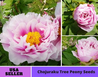 10+ Seeds|  Chojuraku tree peony  Seeds -Perennial -Authentic Seeds-Flowers -Organic. Non GMO-Mix Seeds for Plant-B3G1  #B050