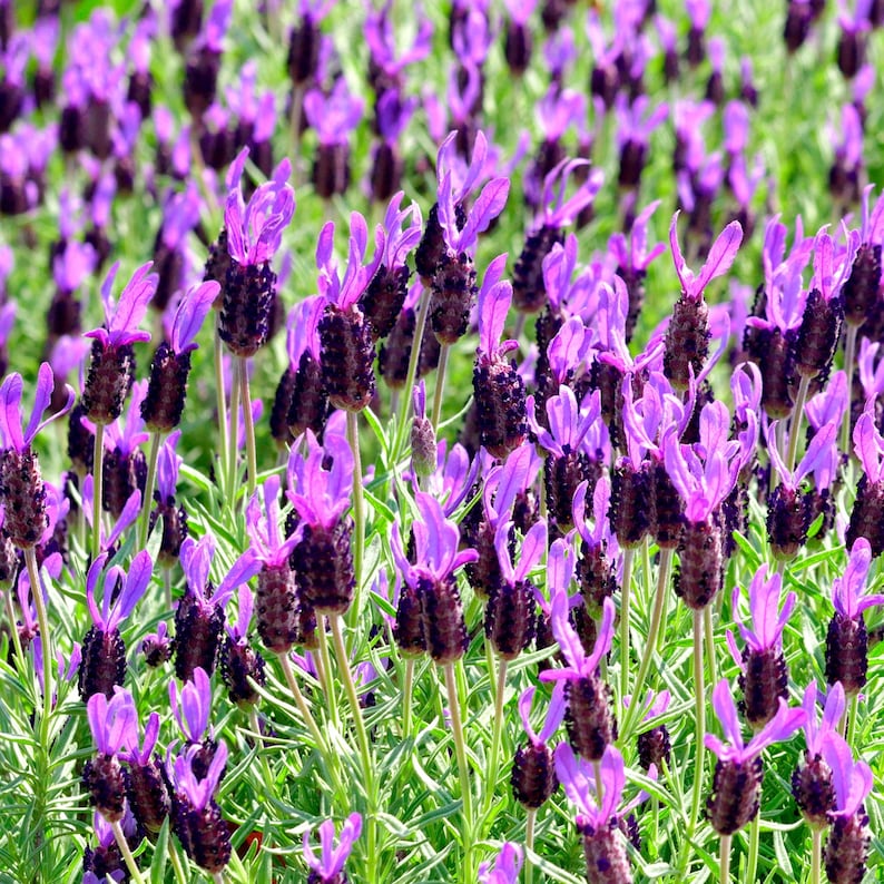 May include: A field of French lavender flowers featuring deep purple, cylindrical flower heads topped with vibrant violet bracts. The plants have slender green stems and narrow, grey-green foliage, creating a dense, textured floral display.