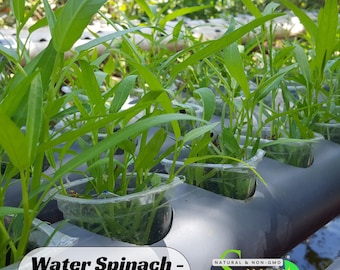 Upland Water Spinach Seeds – Ong Choy – Kangkong – Easy To Grow – Heat Tolerant –  Asian Vegetable– Fast Growing Greens #New 5-2