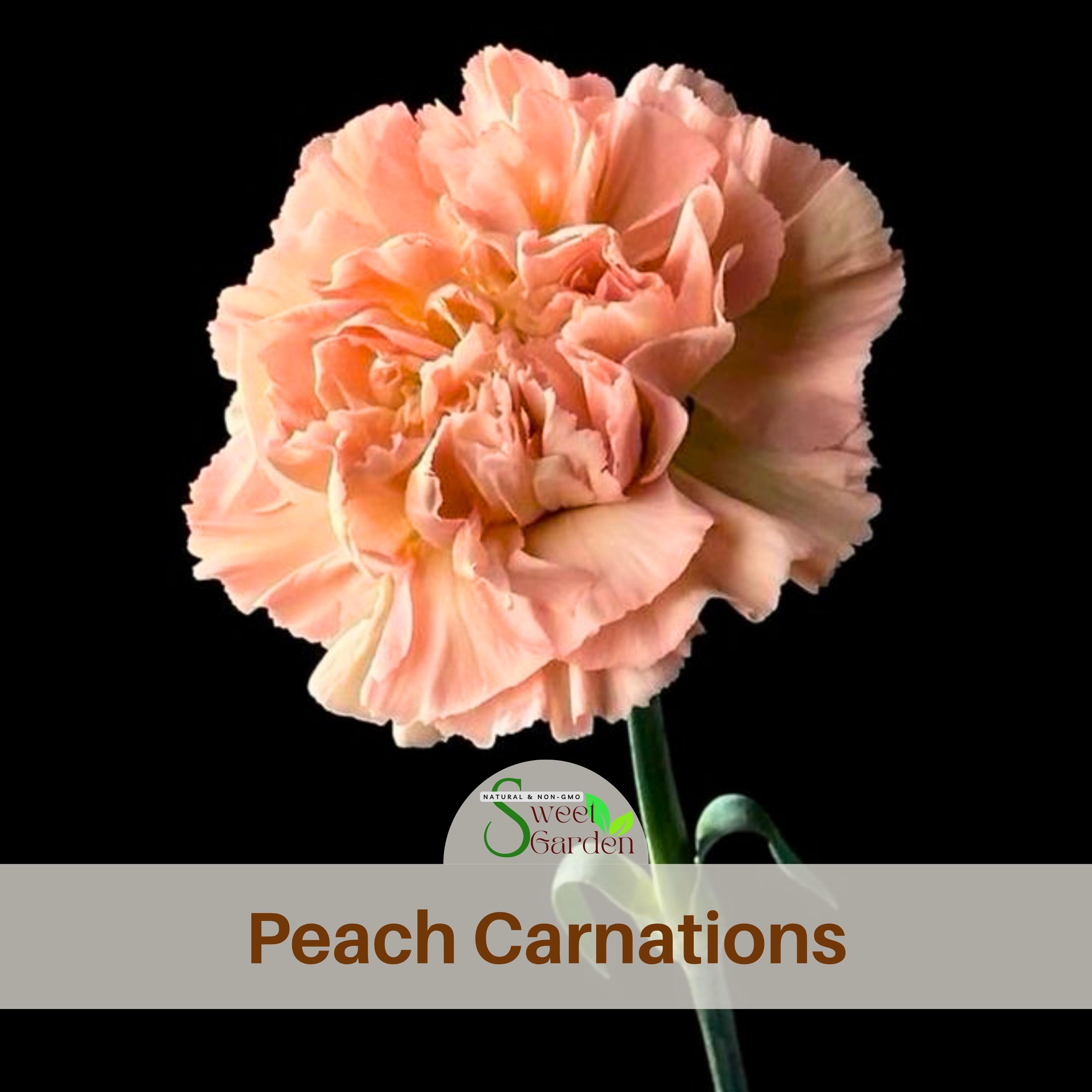 Peach Carnations - Dianthus Seeds - Authentic Seeds - Dianthus Caryophyllus - Fascination Flower - Love Flower - Clumping