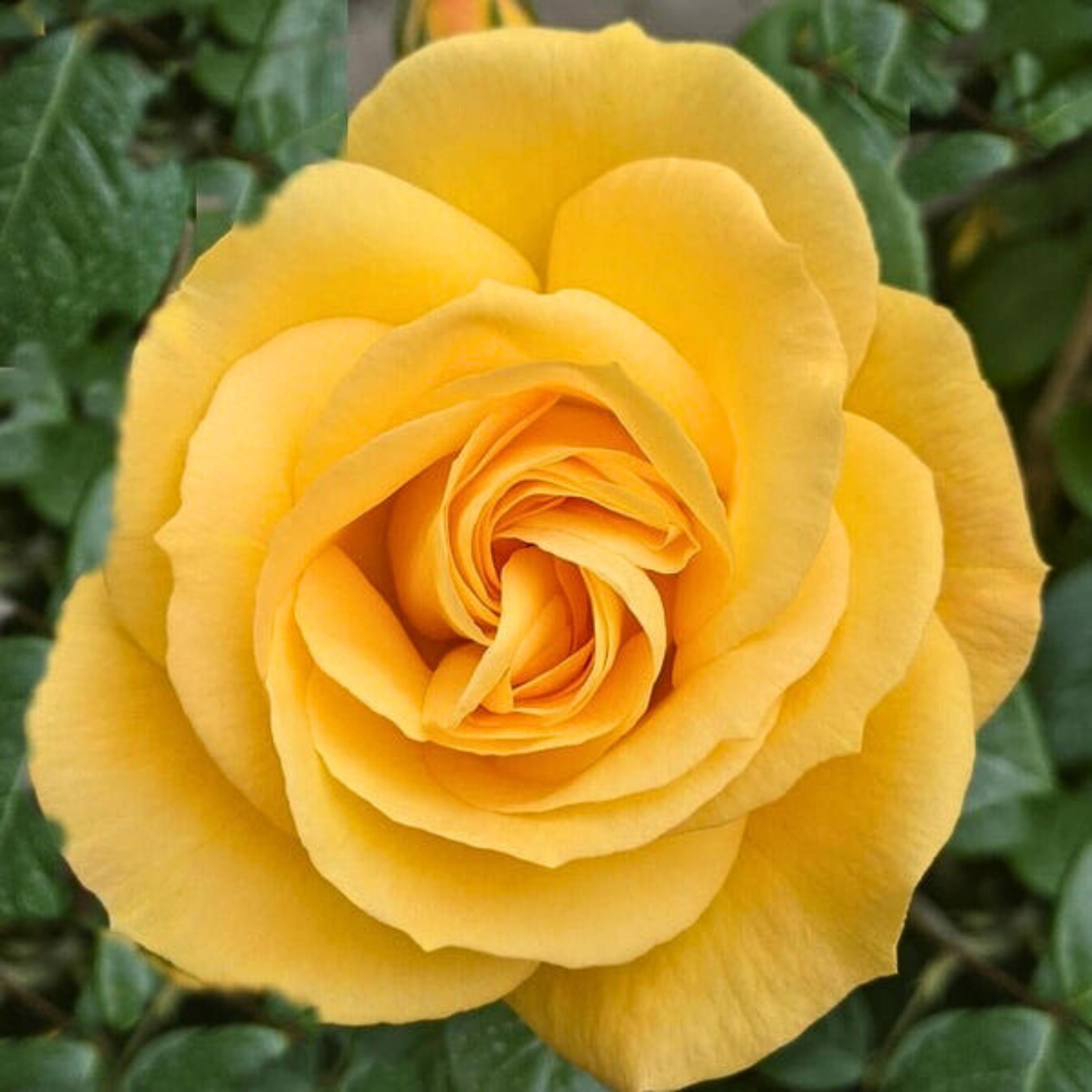 Yellow Climbing Rose Seeds - Authentic Perennial Flowers - Etsy
