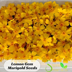 May include: A close-up of a container filled with bright yellow Lemon Gem Marigold flowers. The flowers have multiple petals and a dark orange center. The text "Lemon Gem Marigold Seeds" is displayed at the bottom of the image.