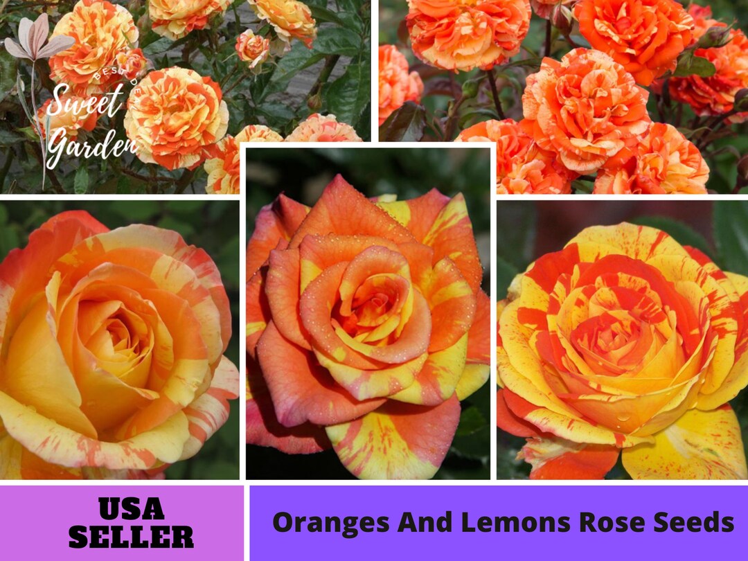 32 Seeds Oranges and Lemons Floribunda Rose Seedsperennial Etsy