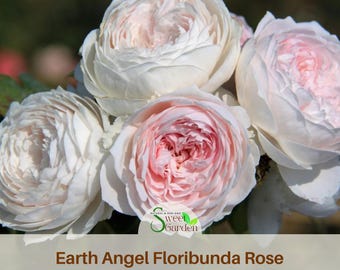 Earth Angel Rose Seeds - Authentic Perennial Flower Seeds