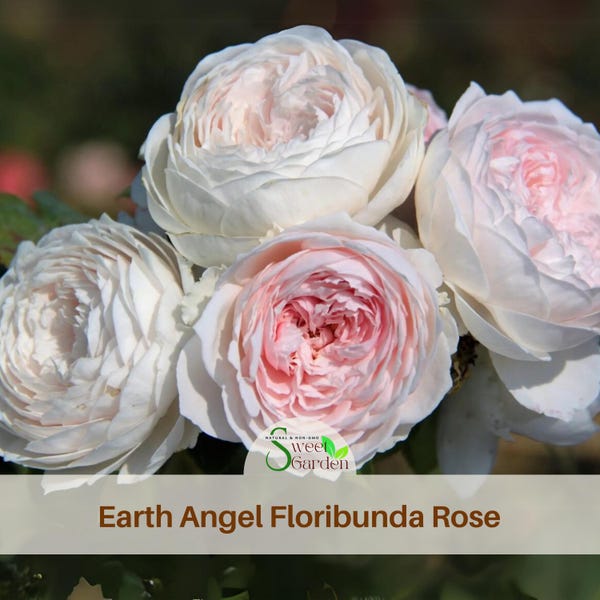 Semillas de rosa Earth Angel: semillas auténticas de flores perennes