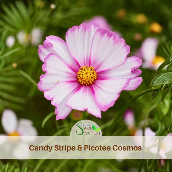Pink Candy Stripe & Picotee Cosmos Seeds - Annual - Authentic Seeds - Easy Care Flowers - Easy To Grow - Mix Seeds For Plant