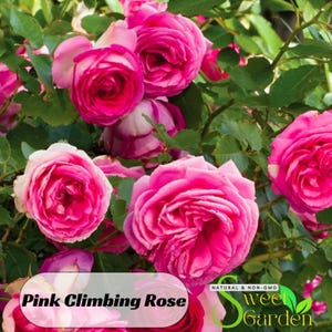 ♡Rose rose♡ 20pcs/pack, Beautiful Climbing Rose Rosa Bush Seeds RS101 - Etsy