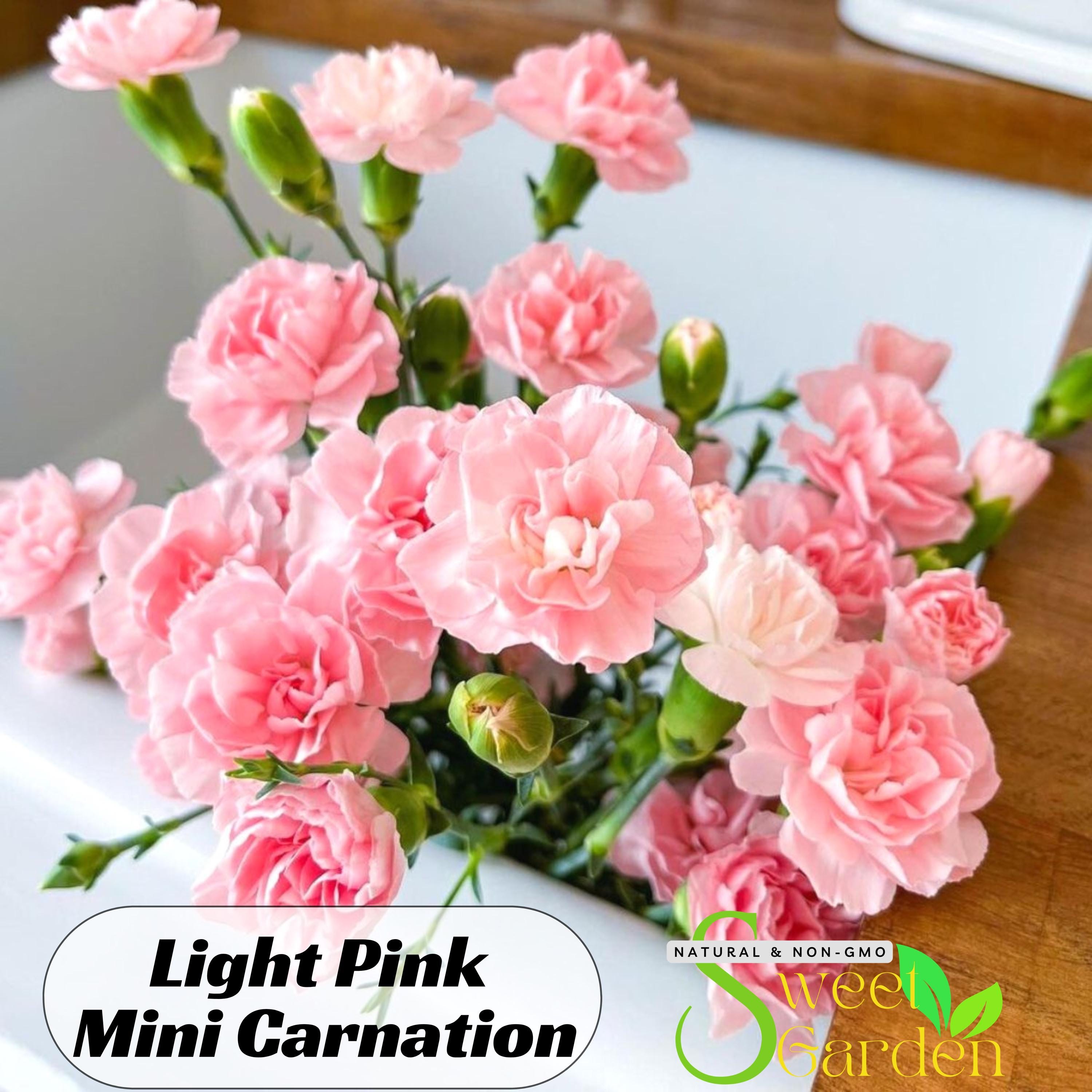 30s|light Pink Mini Carnation - Authentic Seeds - Dianthus
