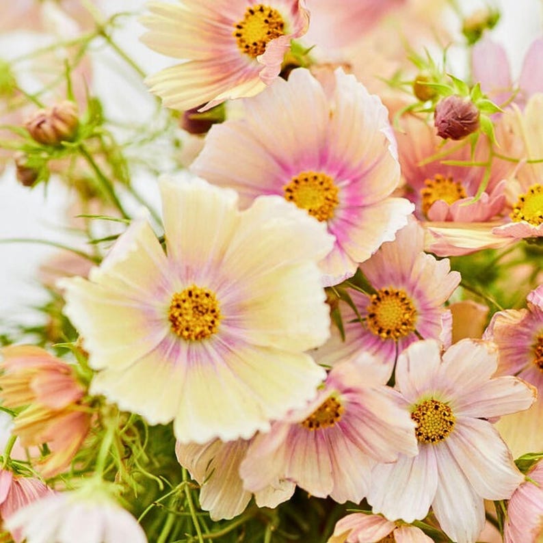 May include: A cluster of cosmos flowers featuring delicate petals in shades of pale yellow, soft cream, and light pink. Each flower has a prominent, textured golden-yellow center and thin green stems, creating a dense, layered floral arrangement.