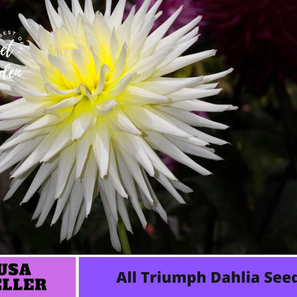White Dahlia Seeds-Perennial -Authentic Seeds-Flowers -Organic. Non GMO -Vegetable Seeds-Mix Seeds for Plant-B3G1#D004.