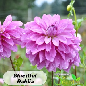 Bluetiful Dahlia Perennial Seeds  - Perennial - Authentic Seeds - Clumping - Dahlia Garden - Summer Blooming - Easy To Grow -   #D021
