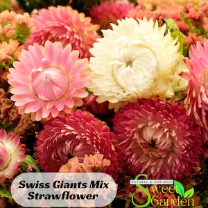 May include: A close-up of a bouquet of Swiss Giants Mix Strawflower. The flowers are a mix of pink, white, and red. The flowers are arranged in a cluster and have a soft, fuzzy texture. The text "Swiss Giants Mix Strawflower" is visible at the bottom of the image.