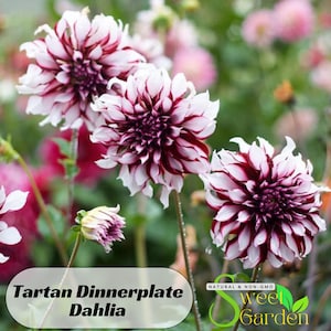 Giant Dinnerplate Dahlia Tartan Seeds - Perennial - Authentic Seeds - Clumping - Dahlia Garden - Summer Blooming - Easy To Grow  #D035.