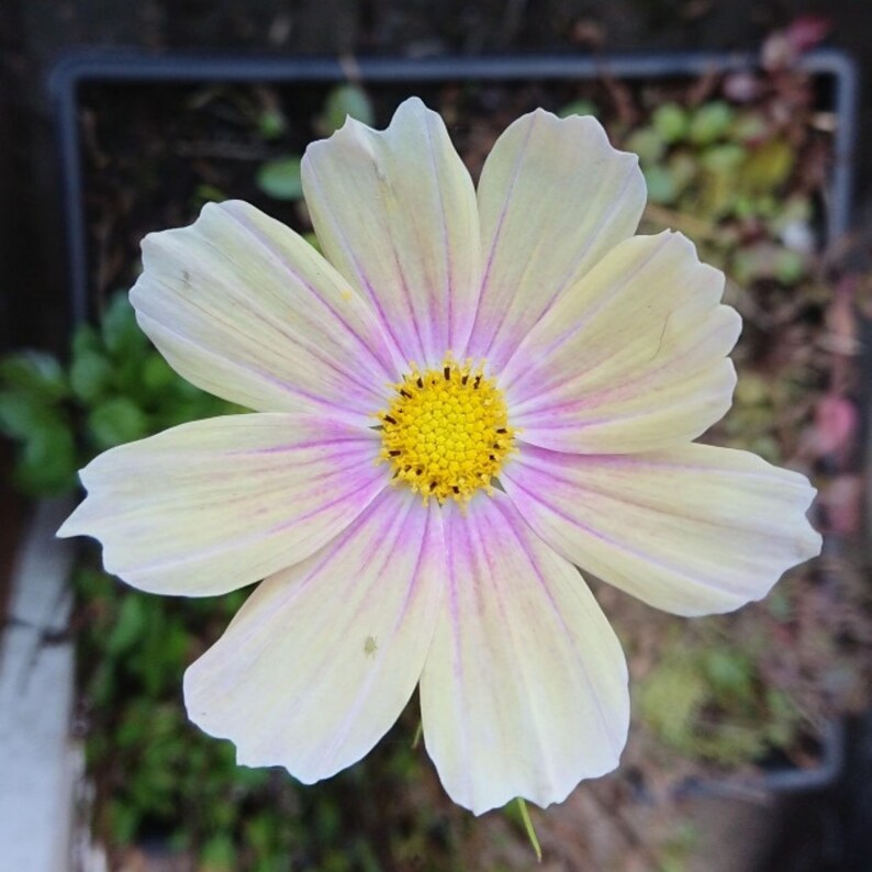 May include: A single cosmos flower featuring eight broad, pale yellow petals with delicate light purple streaks radiating from the center. The flower has a prominent, textured, bright yellow circular disk floret at its core with small dark stamens.