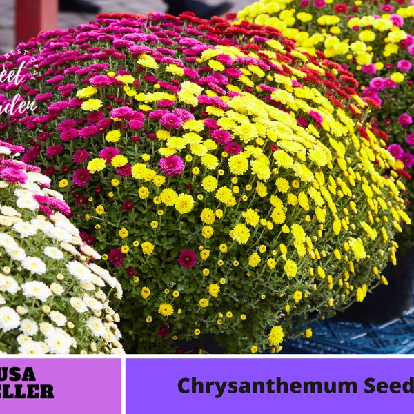 Multi-Color Ground-cover Chrysanthemum Seeds -Perennial -Authentic Seeds-Flowers -Organic. Non GMO -Mix Seeds for Plant-B3G1#M001