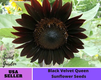 Black Velvet Queen Sunflower Seeds-Perennial -Authentic Seeds-Flowers -Organic. Non GMO -Seeds-Mix Seeds for Plant-B3G1 #E005.